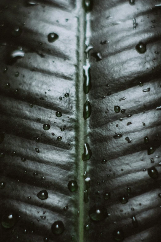 rain drops are falling from the leaves of the plant