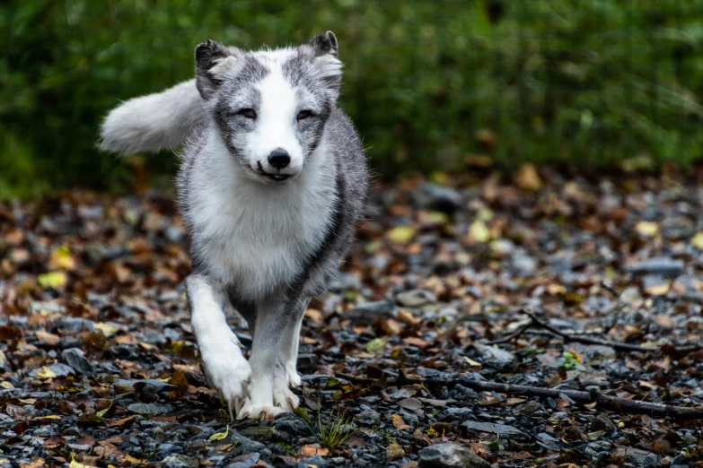 a gray and white wolf running across a rocky field