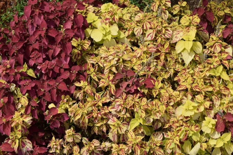 a group of red plants with yellow and green leaves