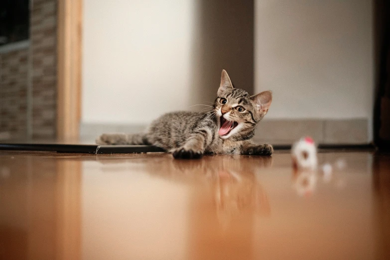 a kitten laying on the floor with its mouth open