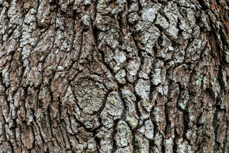 the texture of the bark on a tree trunk