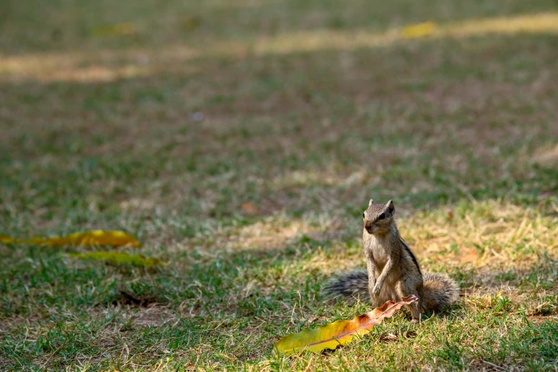 the squirrel is standing on the grass in the sun