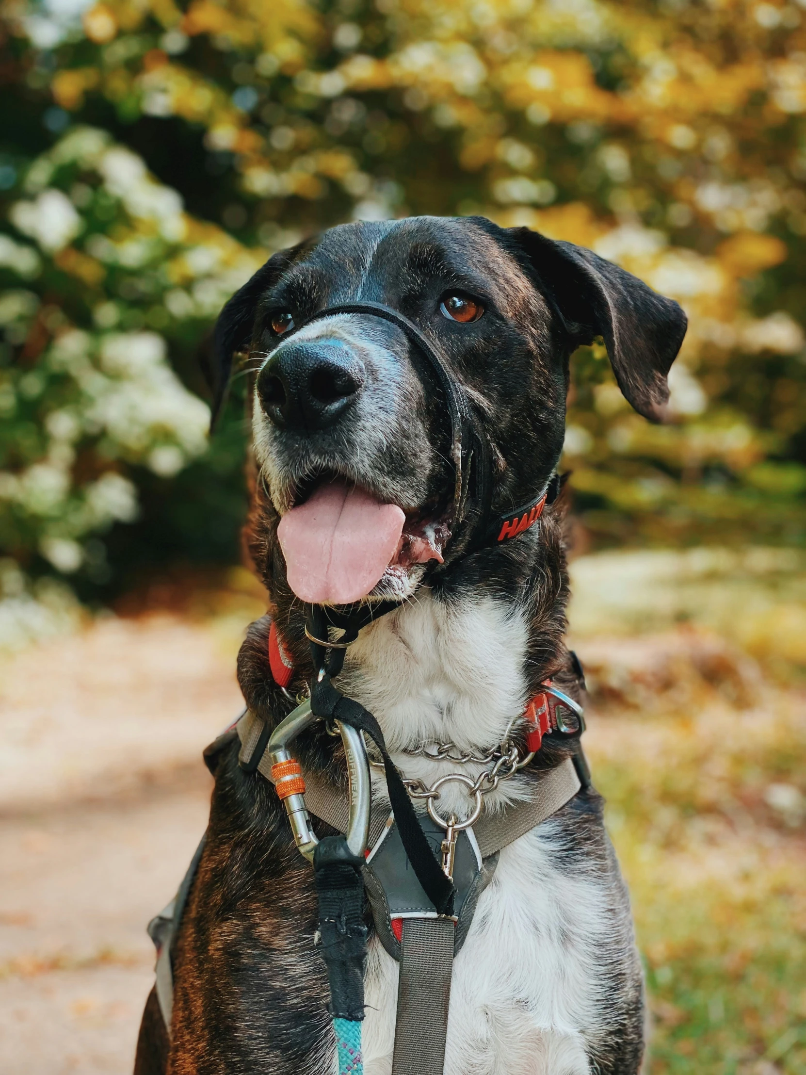 a dog looking upward at the camera with his tongue out