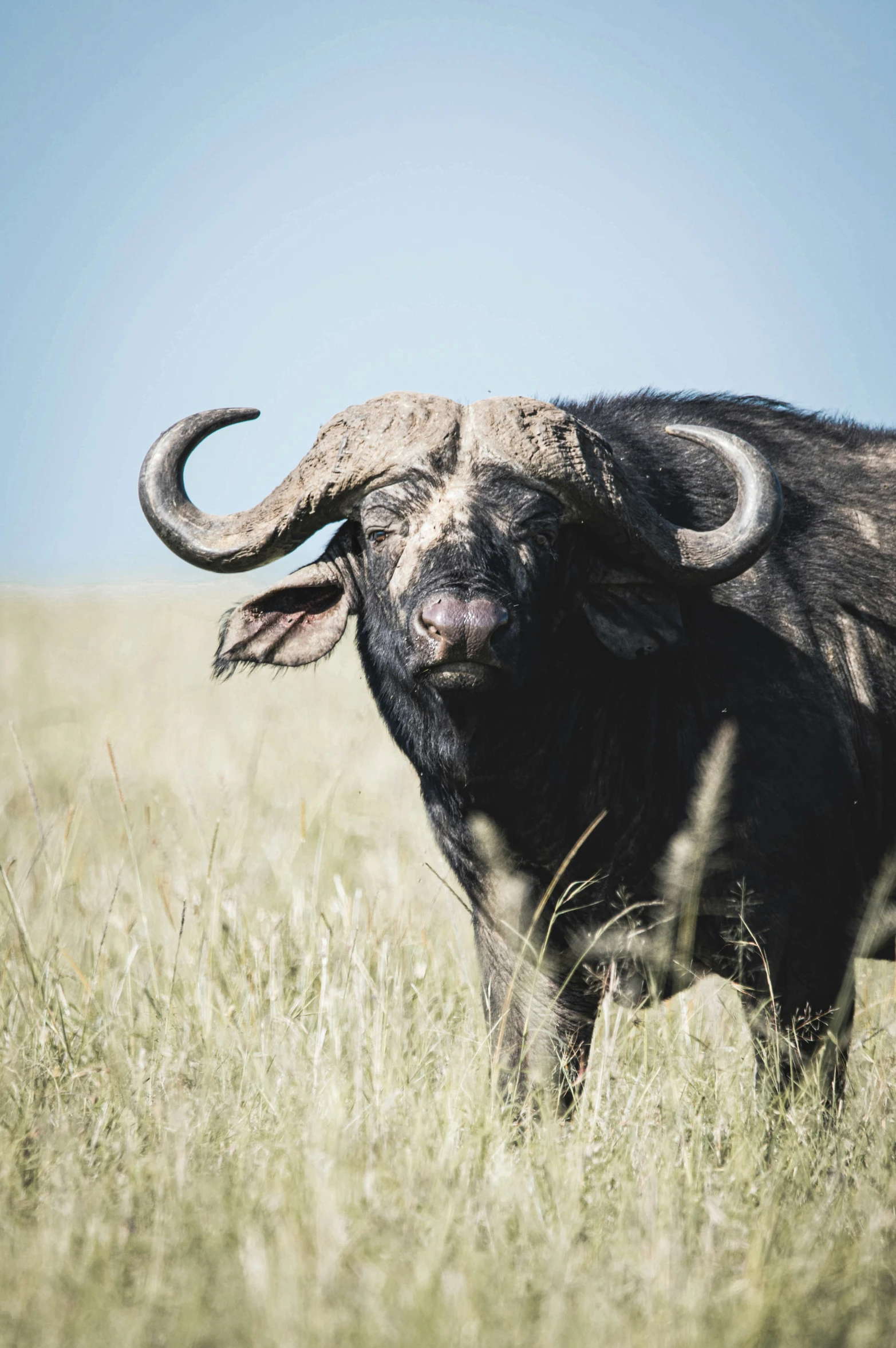 a large bull with horns standing in tall grass