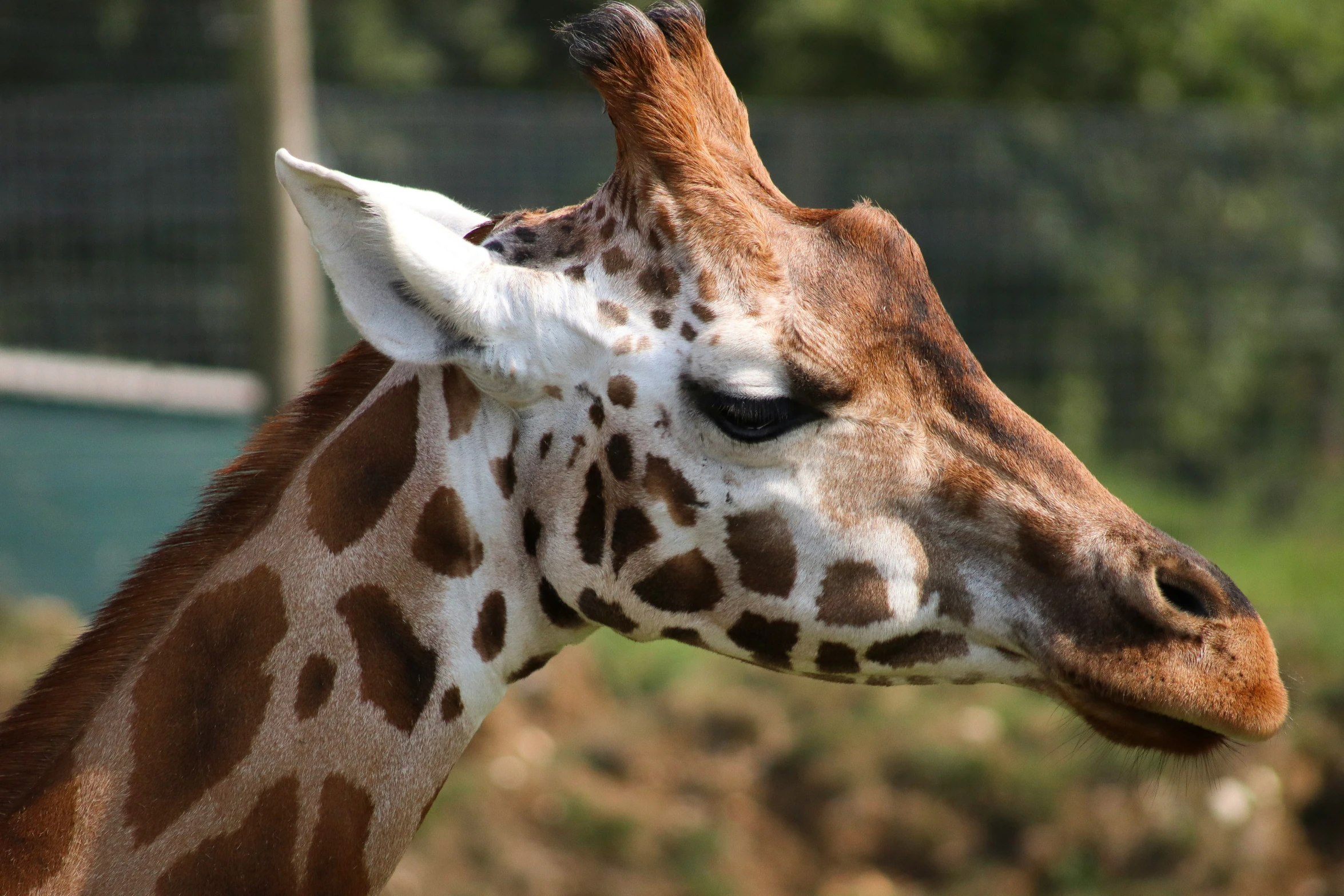 a giraffe with white and brown markings on its face