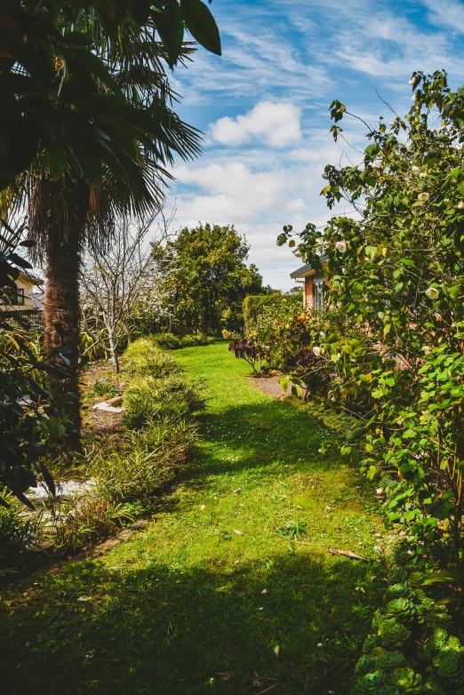 a field with trees and bushes on both sides