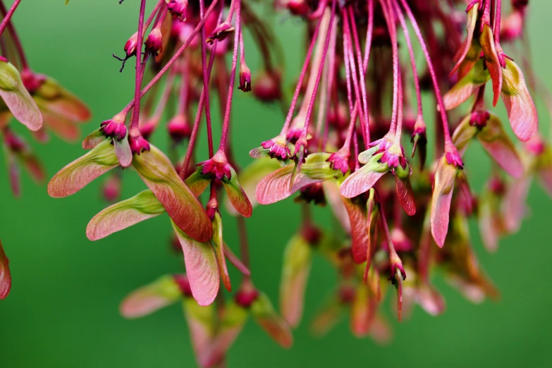 a flower in bloom with small buds hanging from the stems