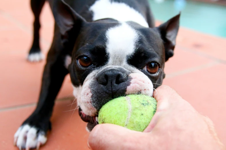 a close up of a dog with its paw on a tennis ball