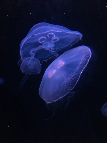 jelly fish swimming on dark background with lights