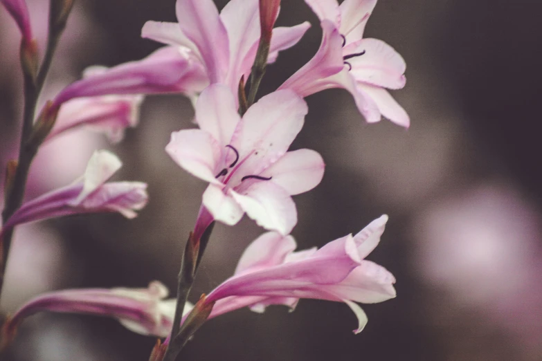 the pink flowers are very beautiful in color