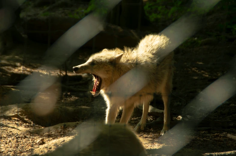 a white wolf with its mouth open while standing on the dirt