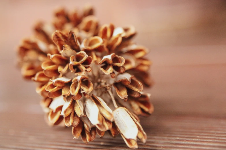 an image of an odd looking object that looks like a cluster of leaves