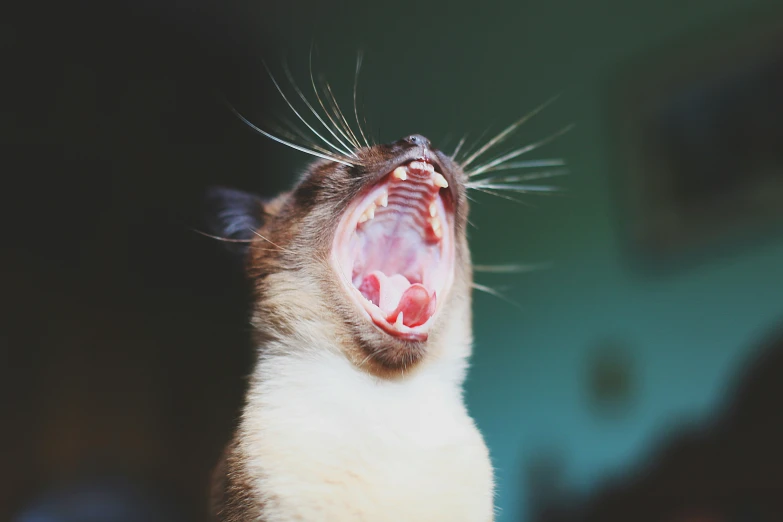 a cat's mouth with sharp teeth showing