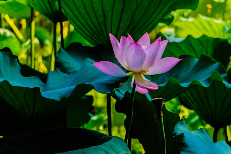 this is a blooming pink lotus blooming next to large green leaves