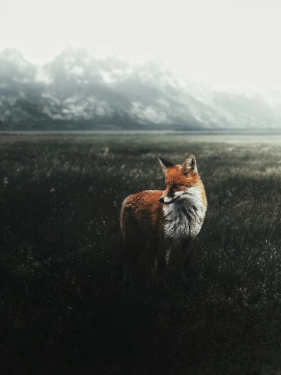 a red fox stands in an open grassy area