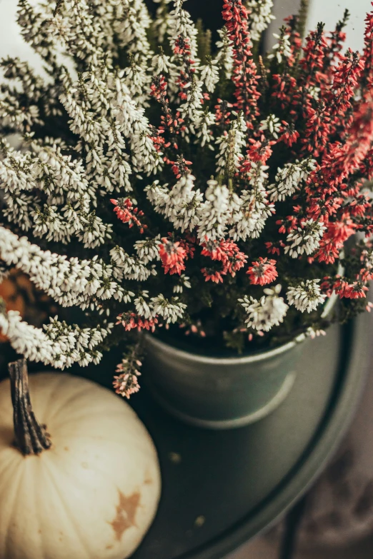 small flowers sitting on a tray with two pumpkins