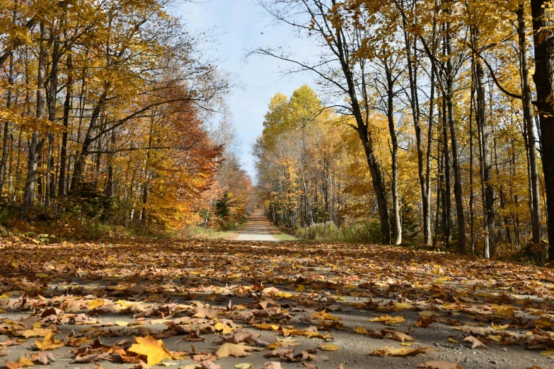 a road surrounded by trees and leaves