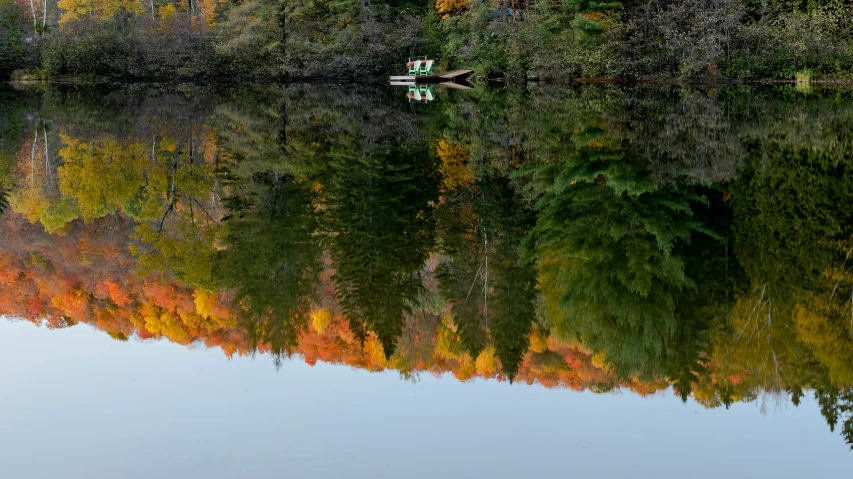 a body of water surrounded by trees and a forest