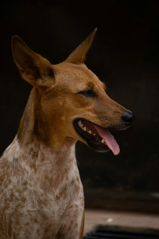 a close up of a dog's face smiling