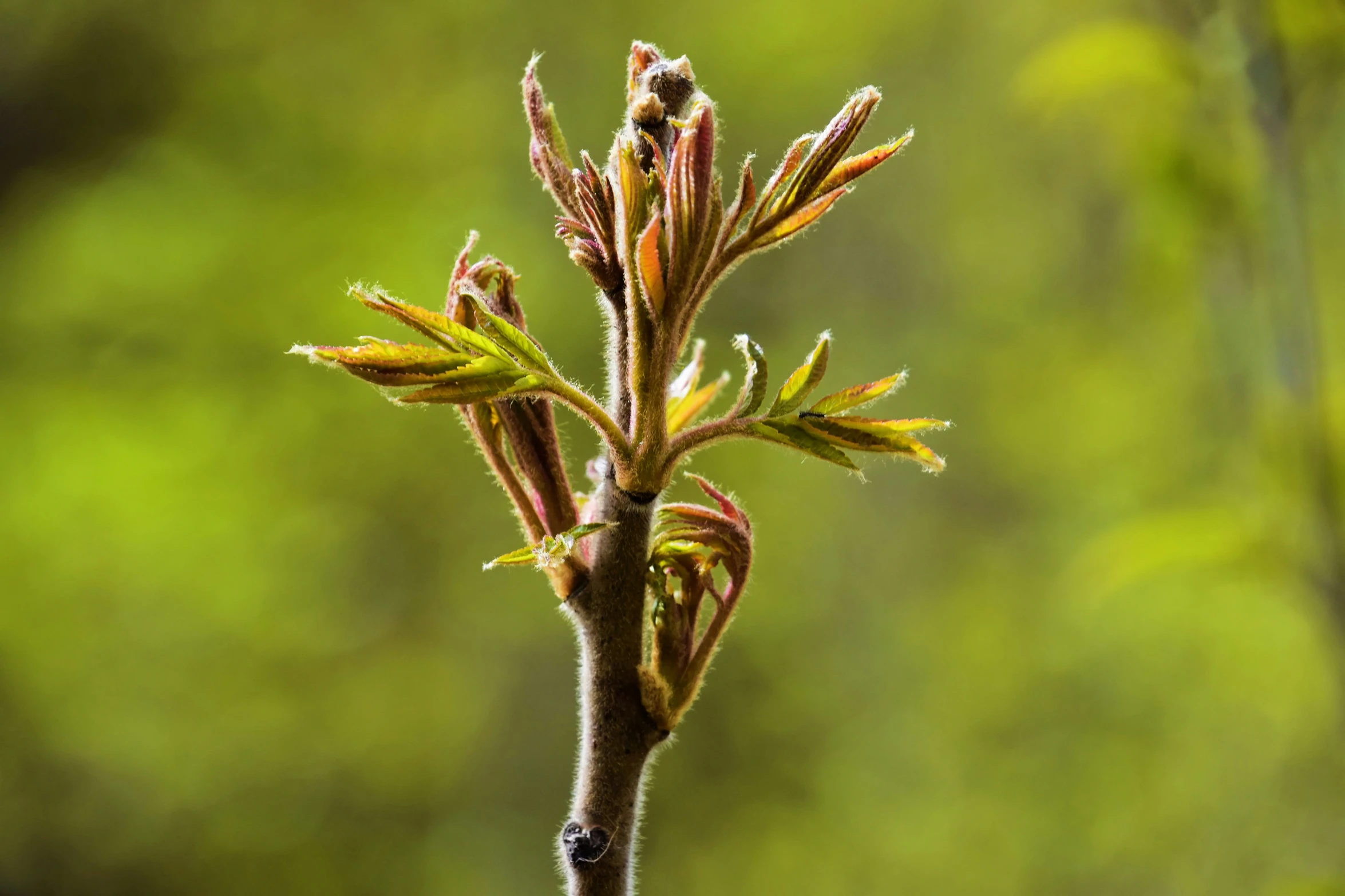 small yellow flowers with buds near a nch