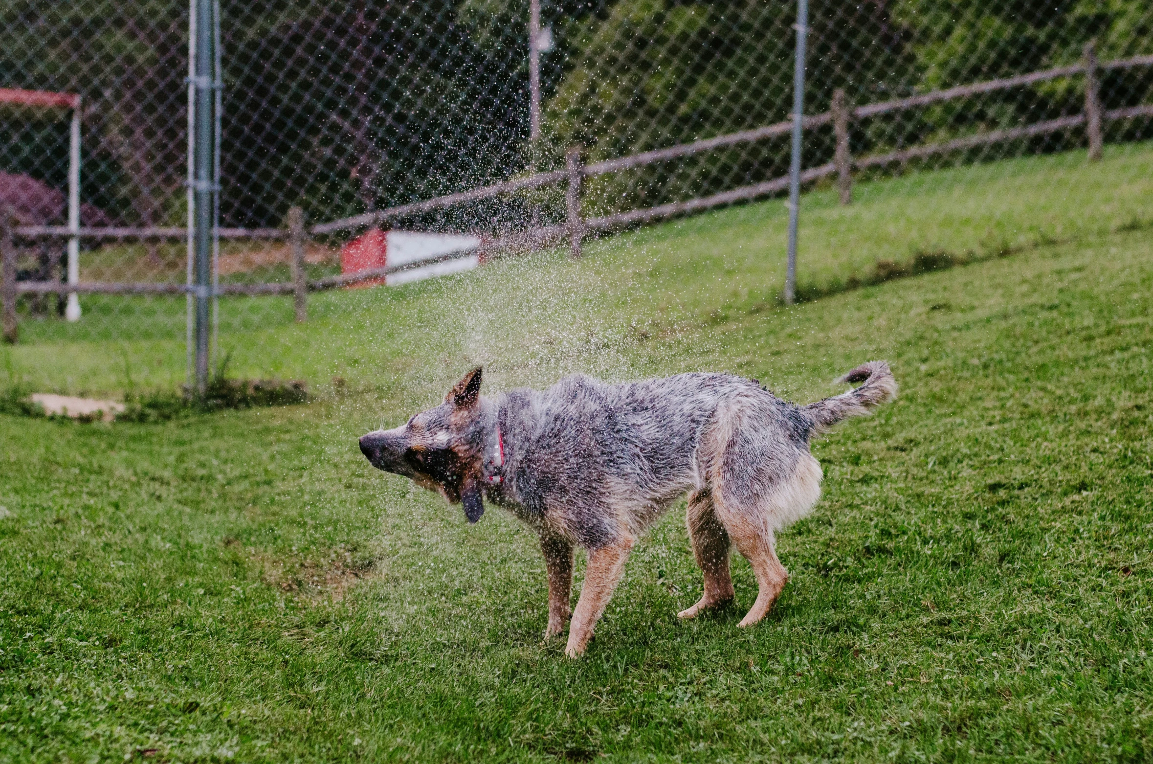 a dog running through a green grass covered field