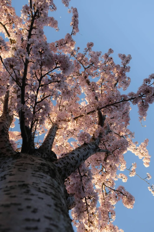 the cherry blossom tree looks very pretty against the blue sky