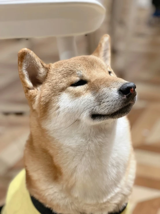 a close up of a small dog with its eyes closed