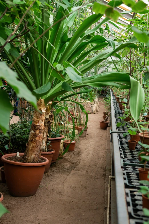 many plants are growing in a garden greenhouse