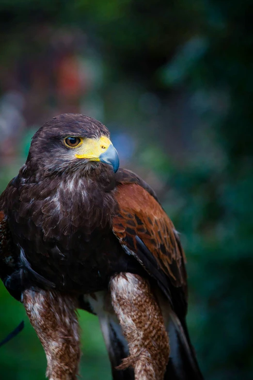 a bird is perched on top of a tree stump