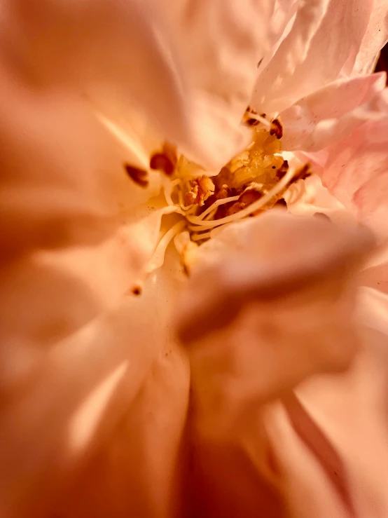 closeup of pink flower with the middle bloomed