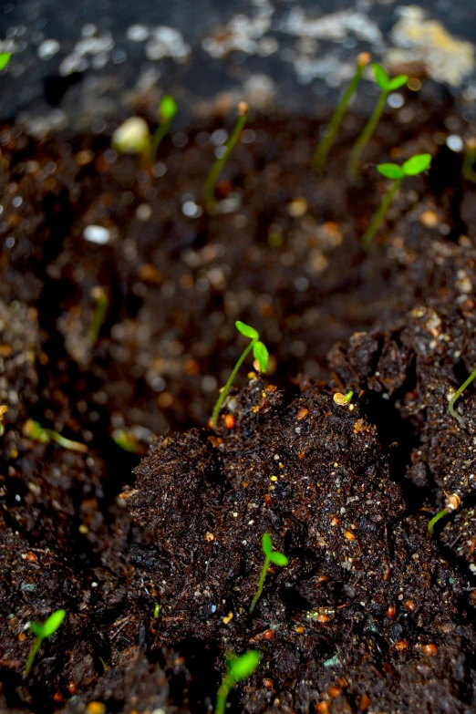 a group of young sprouts poking out of the soil