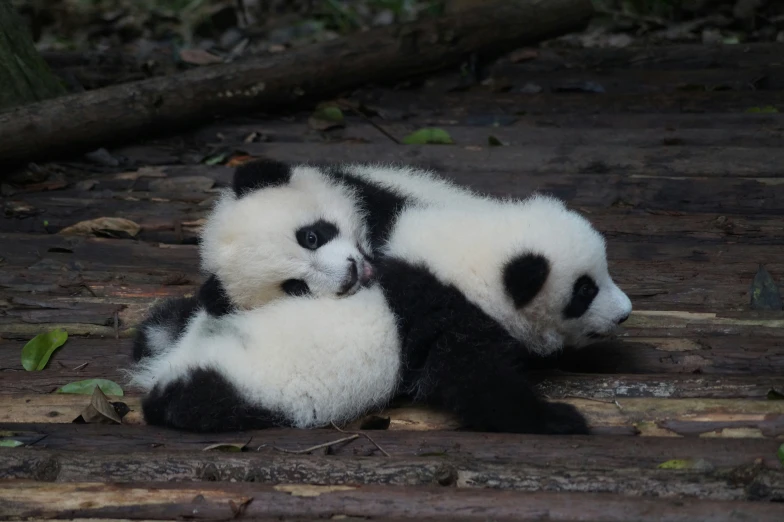 two baby pandas play in the forest
