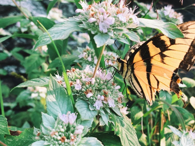 erfly with stripes is sitting on a flower