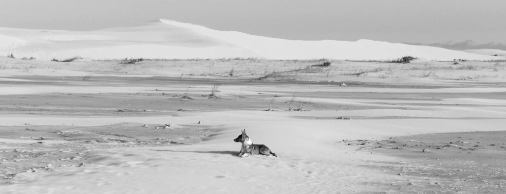 a dog standing in the snow looking at the ground