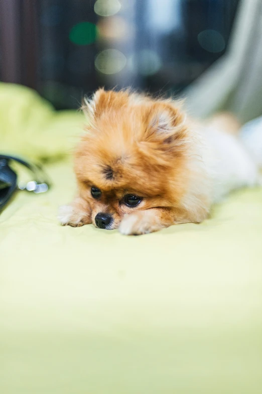 a small dog lays on a bed with a remote control