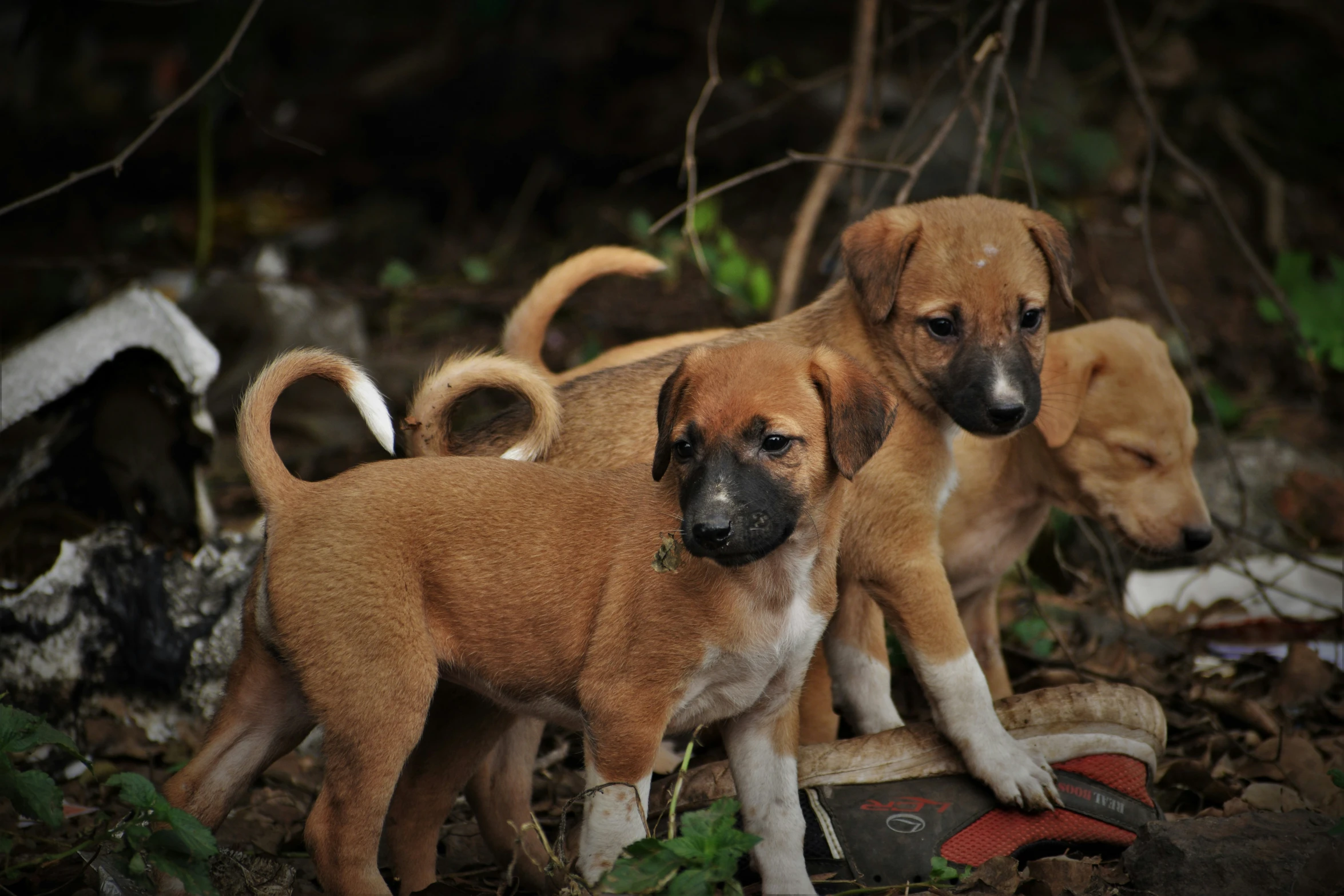 three brown and white puppies standing in leaves