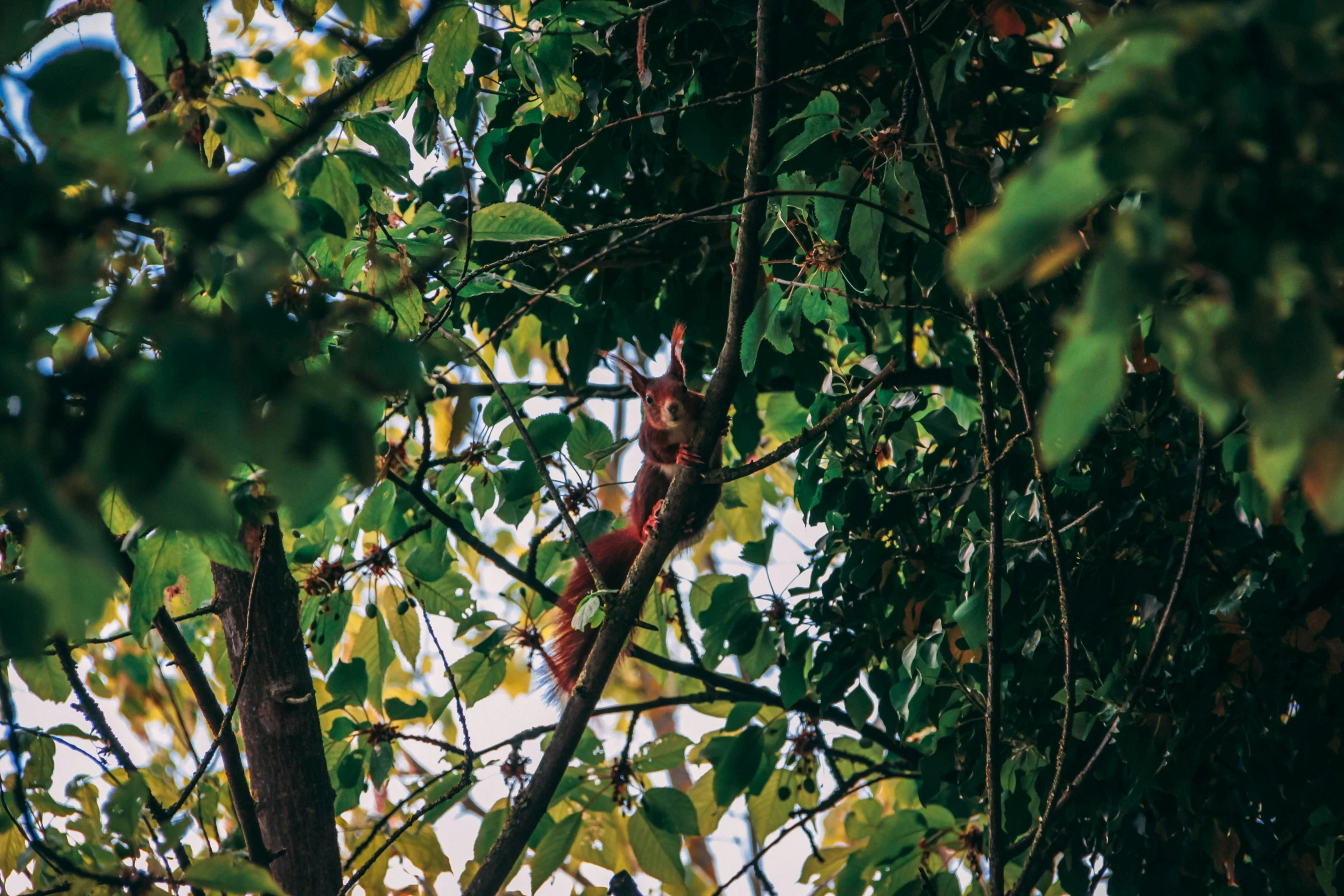 a red squirrel climbing a tree nch with it's hands