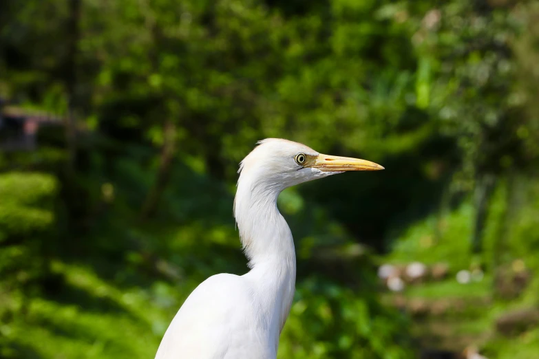 a white bird with a large neck and yellow beak