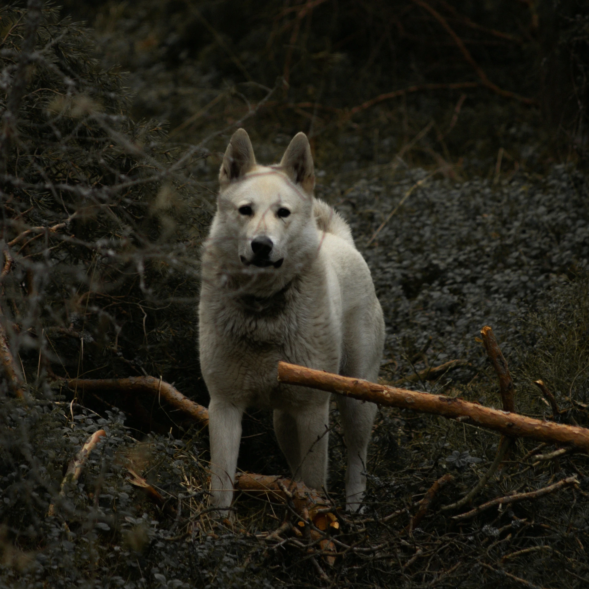 a wolf standing next to a pile of nches