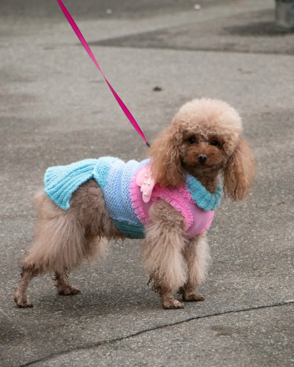 a dog in sweater and vest standing next to a pink leash