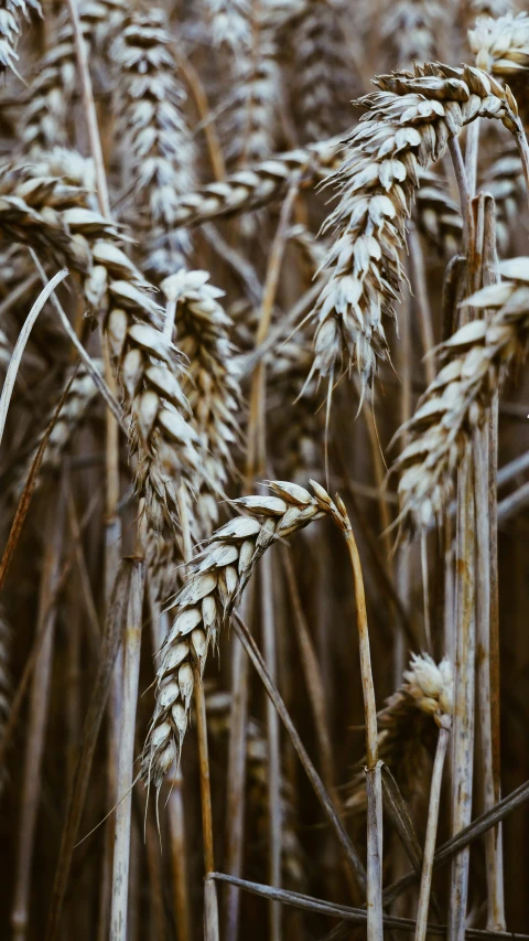 there are several stalks of wheat ready to harvest