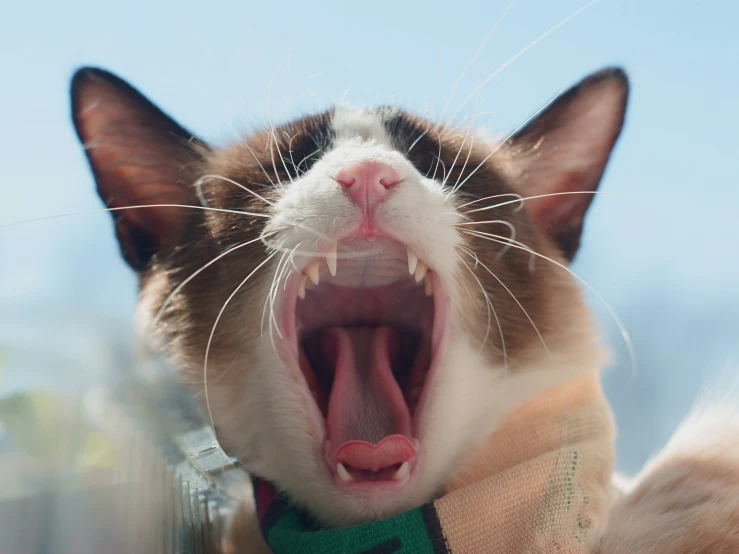 an angry cat wearing a sweater looks at the camera