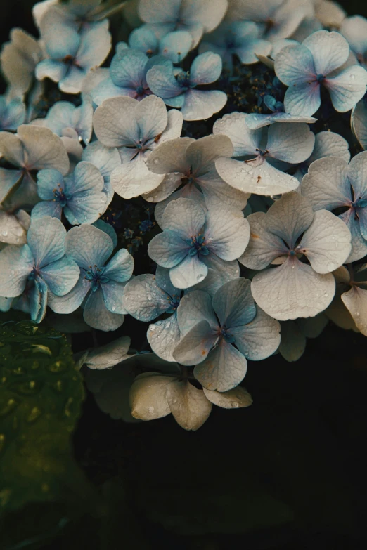 some white and blue flowers in the dark