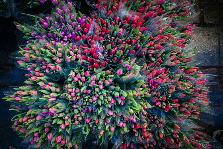 a plant with pink flowers on top