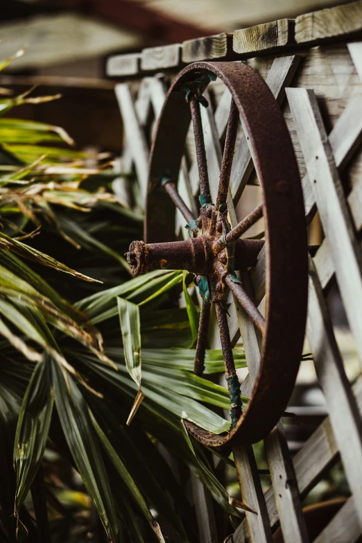 the garden has a plant that is sprout from its wheel