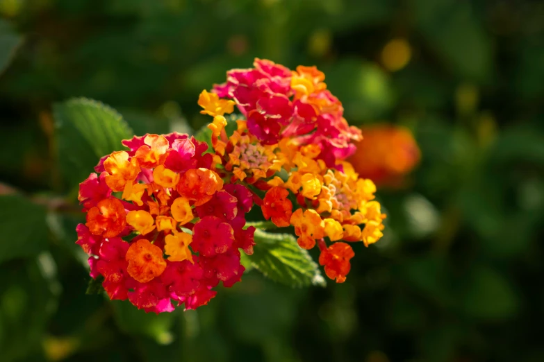 a bunch of red and yellow flowers with a green background