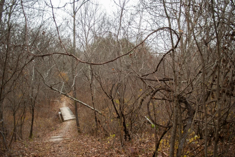 a path leading through the woods in autumn