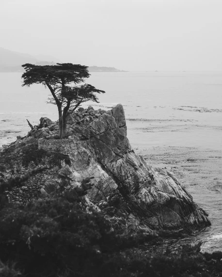 the lone tree is sitting on the edge of a rock