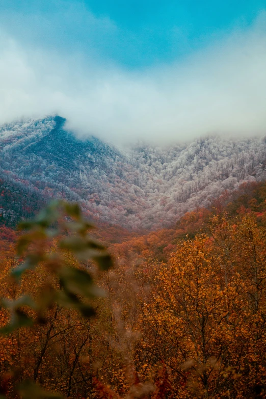 a misty view from the top of a hill