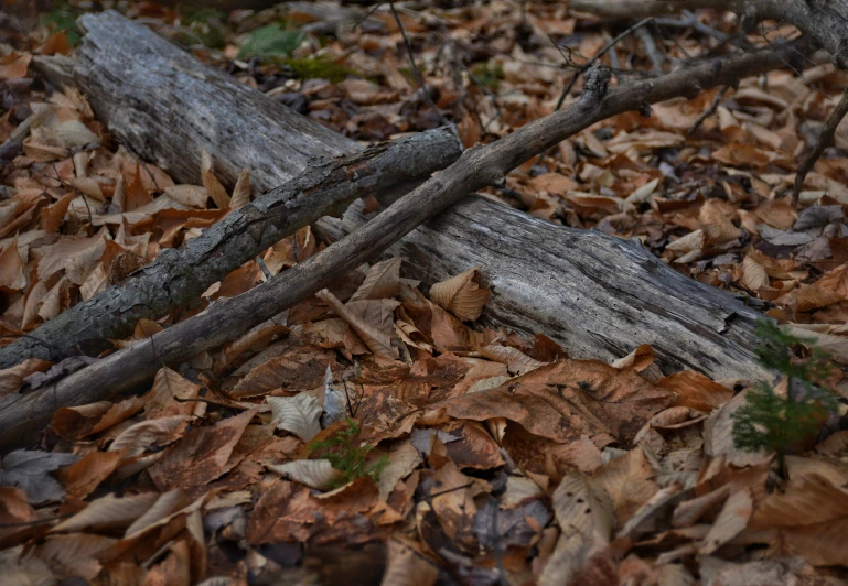 a broken down log lies on the ground